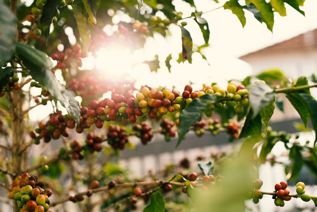 Cerises de café mûres et vertes sur la branche d'un caféier